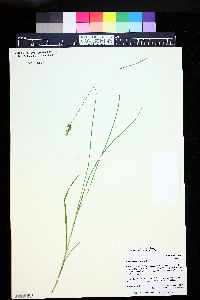 Carex occidentalis image