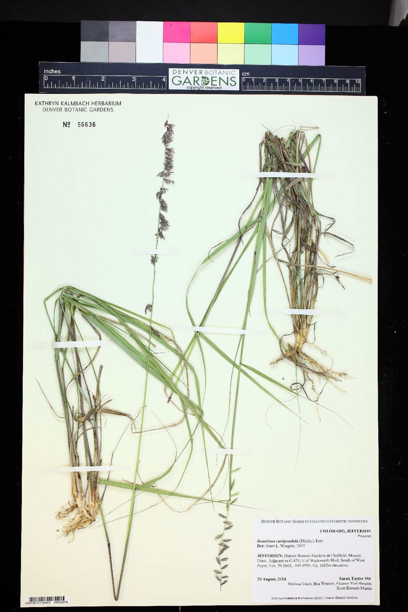 Asperugo procumbens image