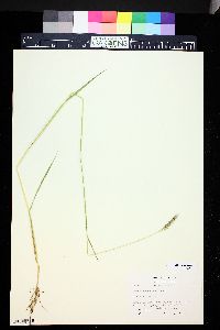 Hordeum brachyantherum image