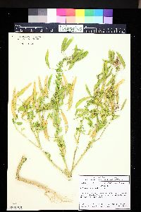 Polanisia dodecandra image