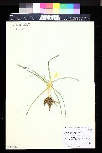 Leucocrinum montanum image