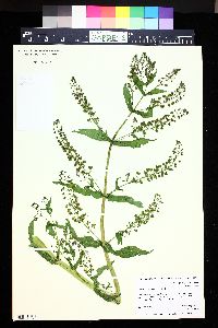 Veronica anagallis-aquatica image