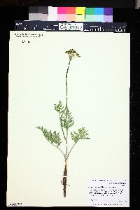 Lomatium dissectum image