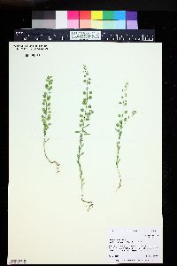 Alyssum simplex image