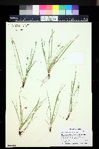 Carex deflexa var. boottii image