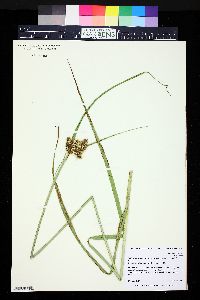 Bolboschoenus maritimus subsp. paludosus image