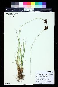 Carex chalciolepis image