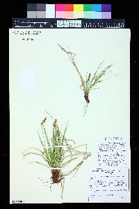 Carex inops image