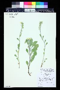 Physaria vitulifera image