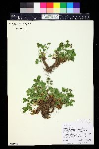 Sibbaldia procumbens image