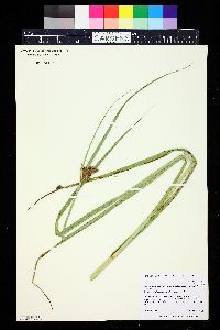 Bolboschoenus maritimus image