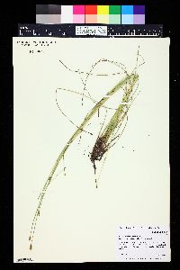 Eleocharis macrostachya image