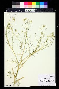 Sisymbrium altissimum image