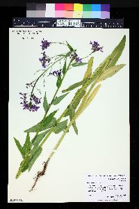 Hesperis matronalis image