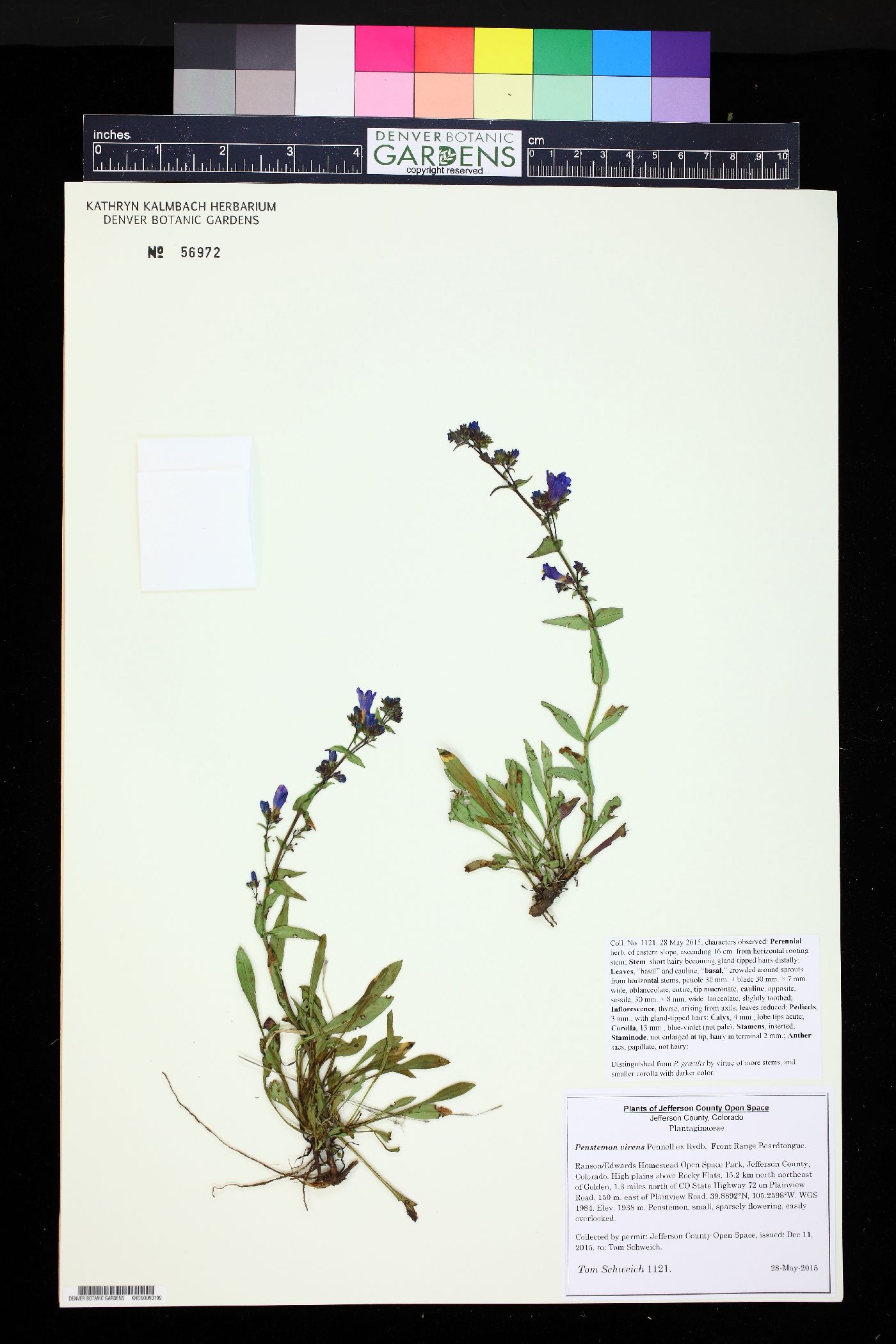 Penstemon virens image