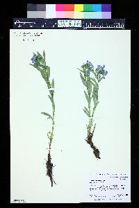 Mertensia lanceolata image