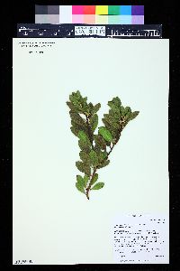 Arctostaphylos x coloradensis image