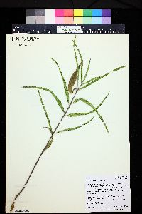 Asclepias asperula image