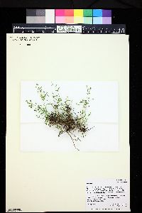 Cerastium fontanum subsp. vulgare image