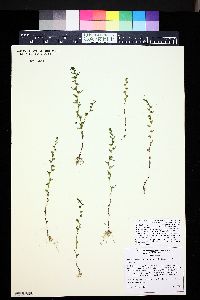 Veronica peregrina subsp. xalapensis image