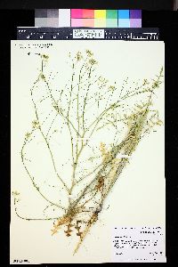 Sisymbrium altissimum image