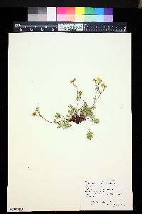 Potentilla gracilis image