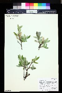 Salix brachycarpa image