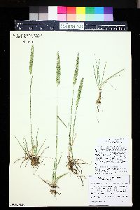 Poa fendleriana subsp. fendleriana image