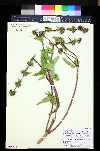 Phlomis tuberosa image