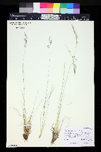 Muhlenbergia montana image