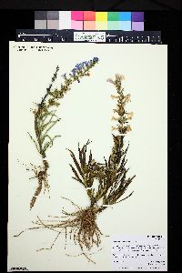 Penstemon angustifolius image