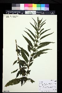 Urtica dioica image