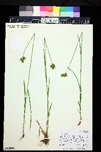 Carex egglestonii image