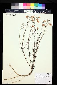 Penstemon ambiguus image