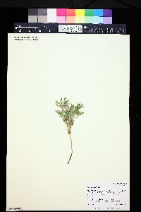 Lupinus pusillus image