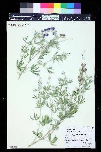 Lupinus sericeus image