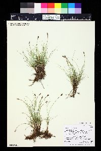 Carex duriuscula image