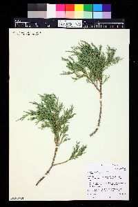 Juniperus scopulorum image