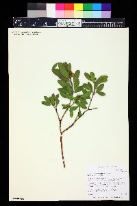 Arctostaphylos x coloradensis image