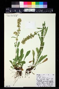 Solidago simplex var. simplex image