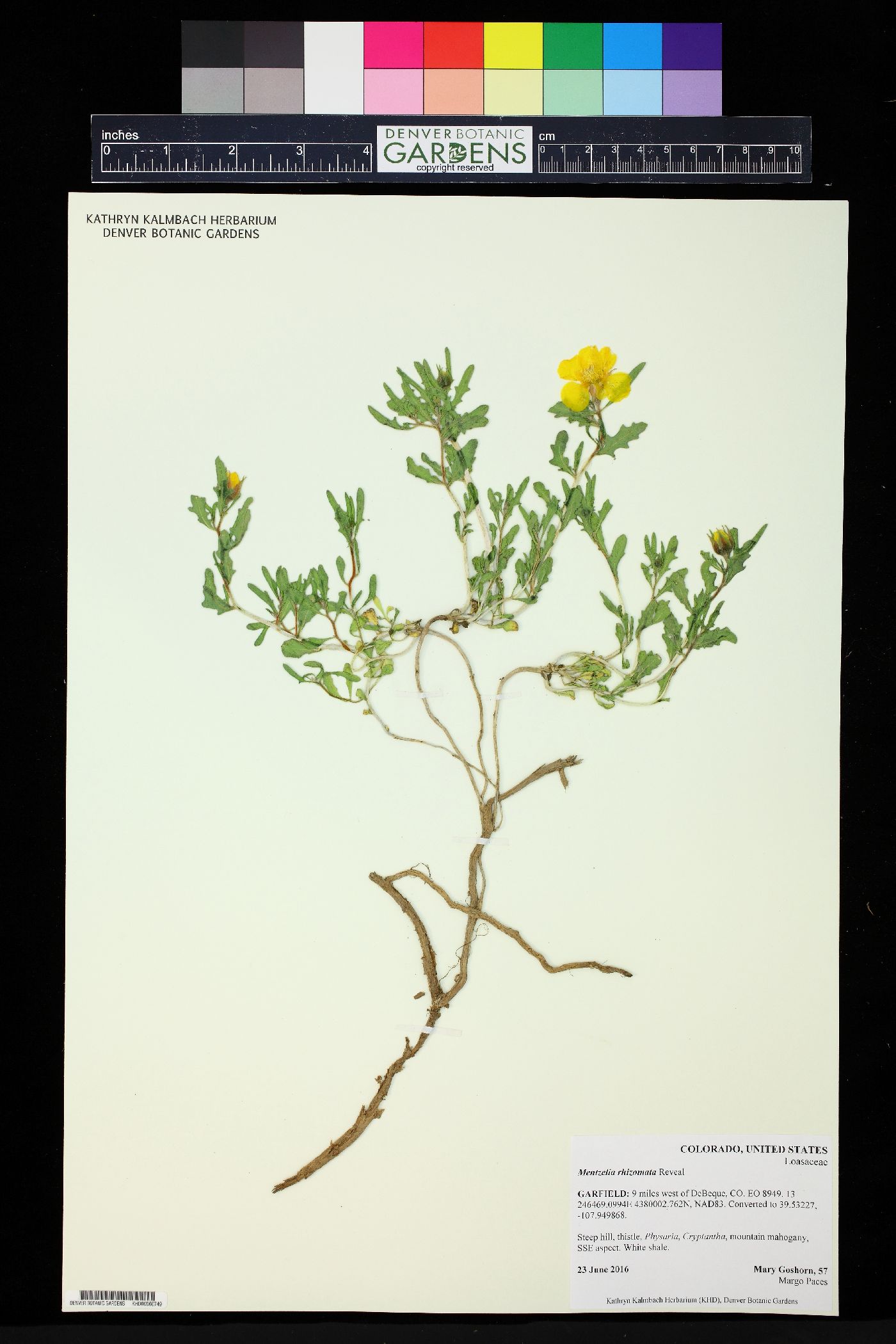 Mentzelia rhizomata image