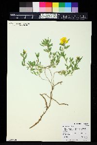 Mentzelia rhizomata image