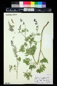 Lupinus sericeus image