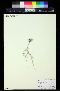 Physaria congesta image