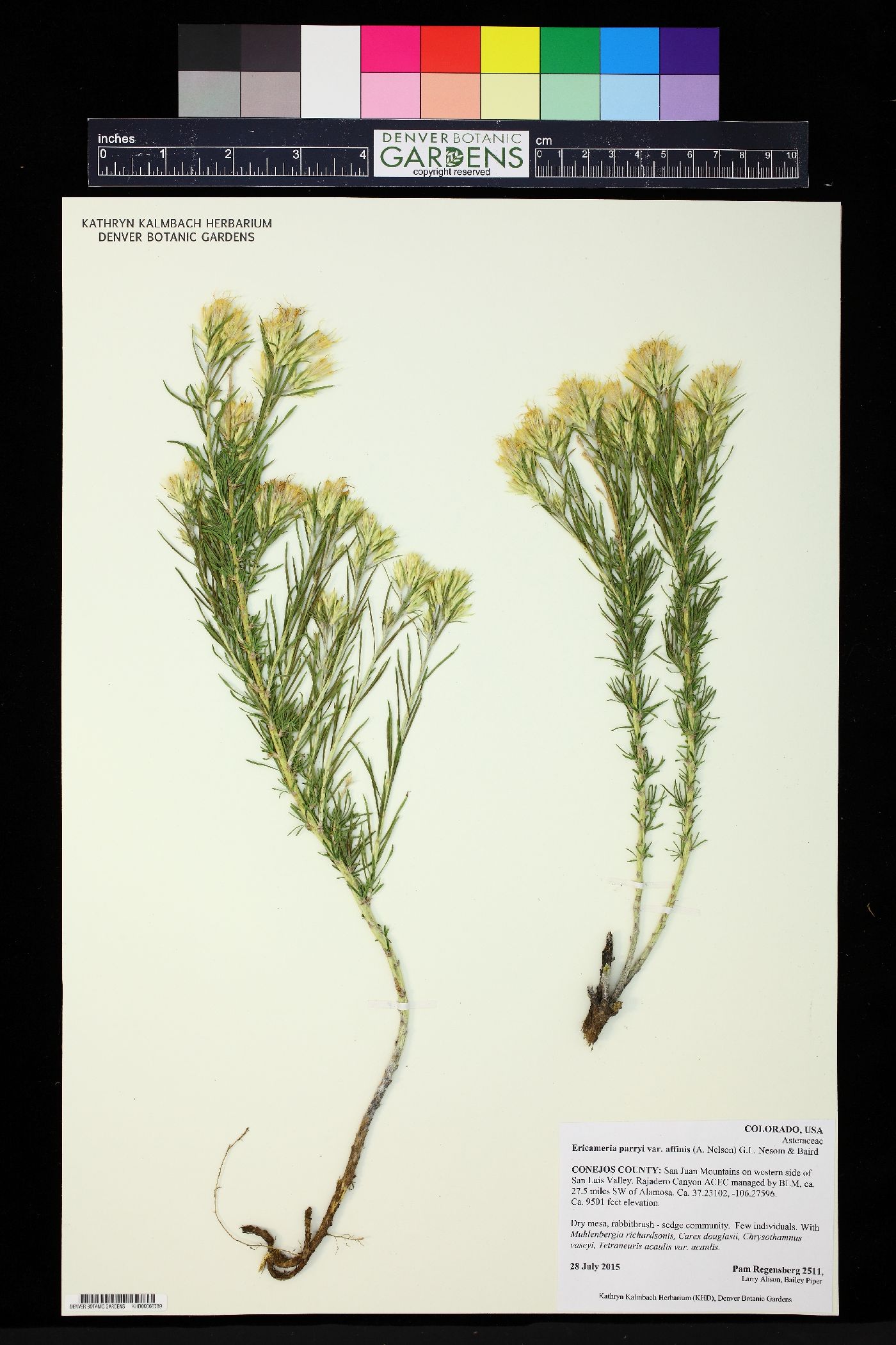 Ericameria parryi var. affinis image