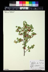 Ribes cereum image