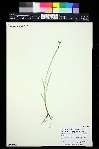 Sisyrinchium pallidum image
