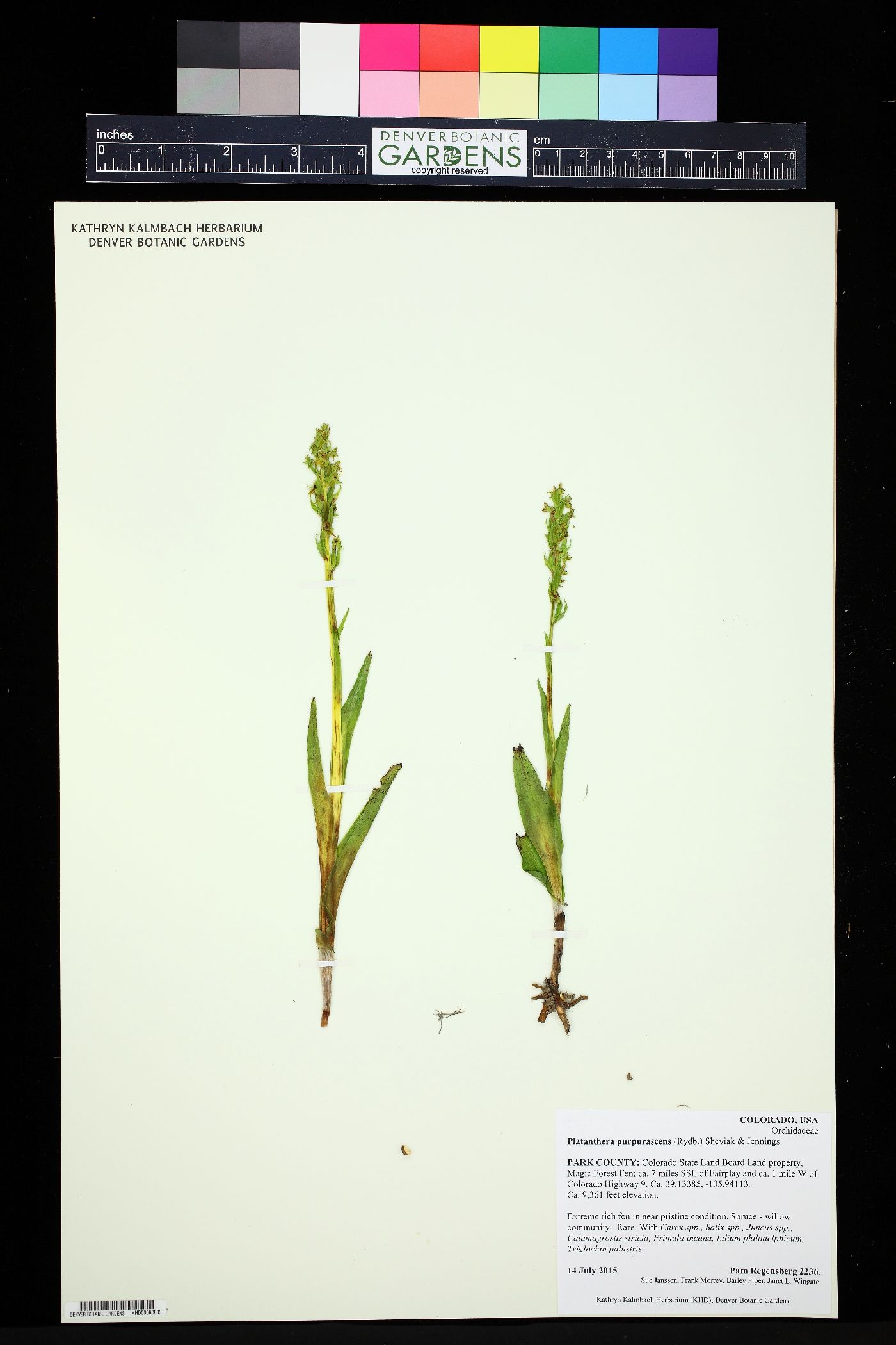 Platanthera purpurascens image