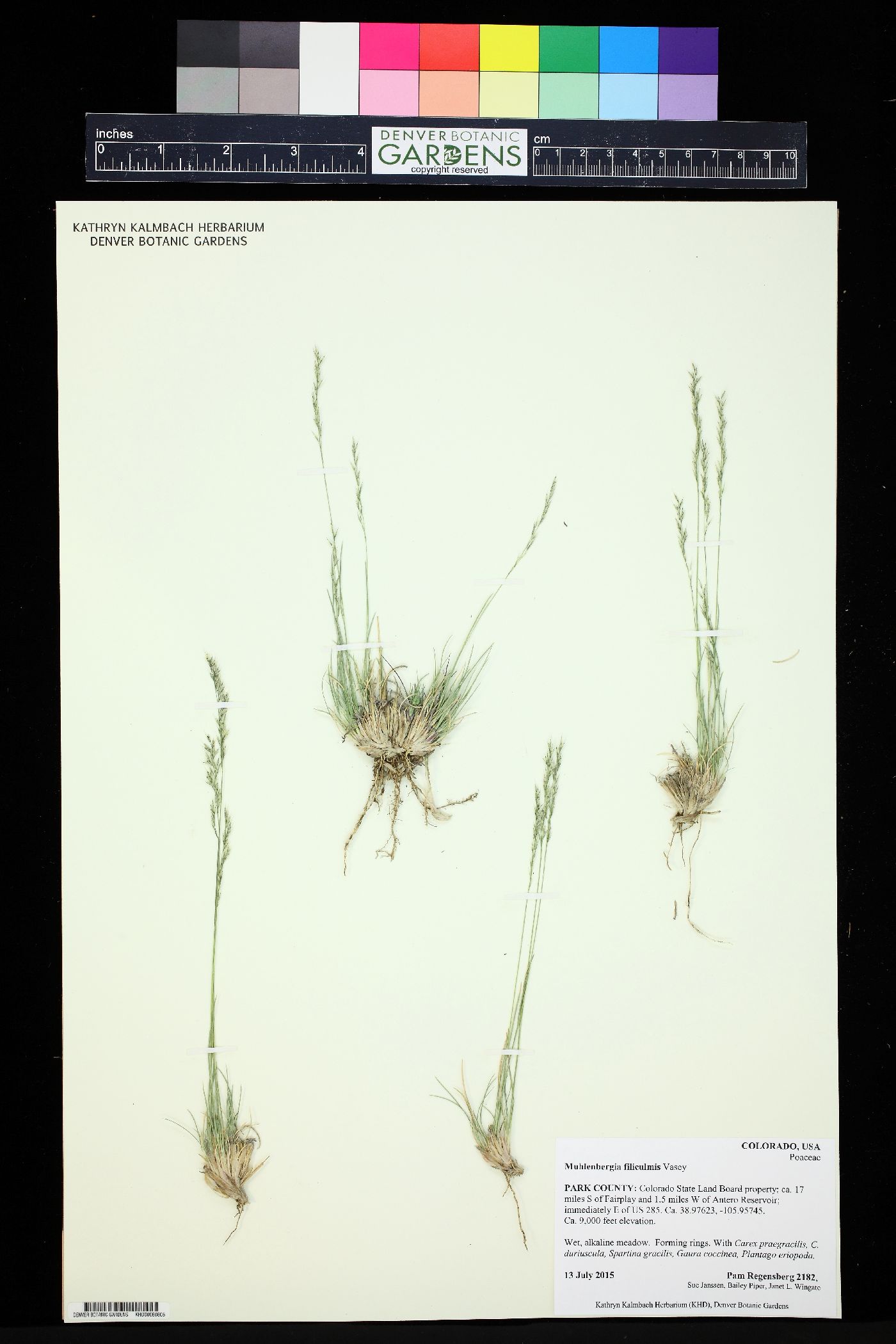 Muhlenbergia filiculmis image