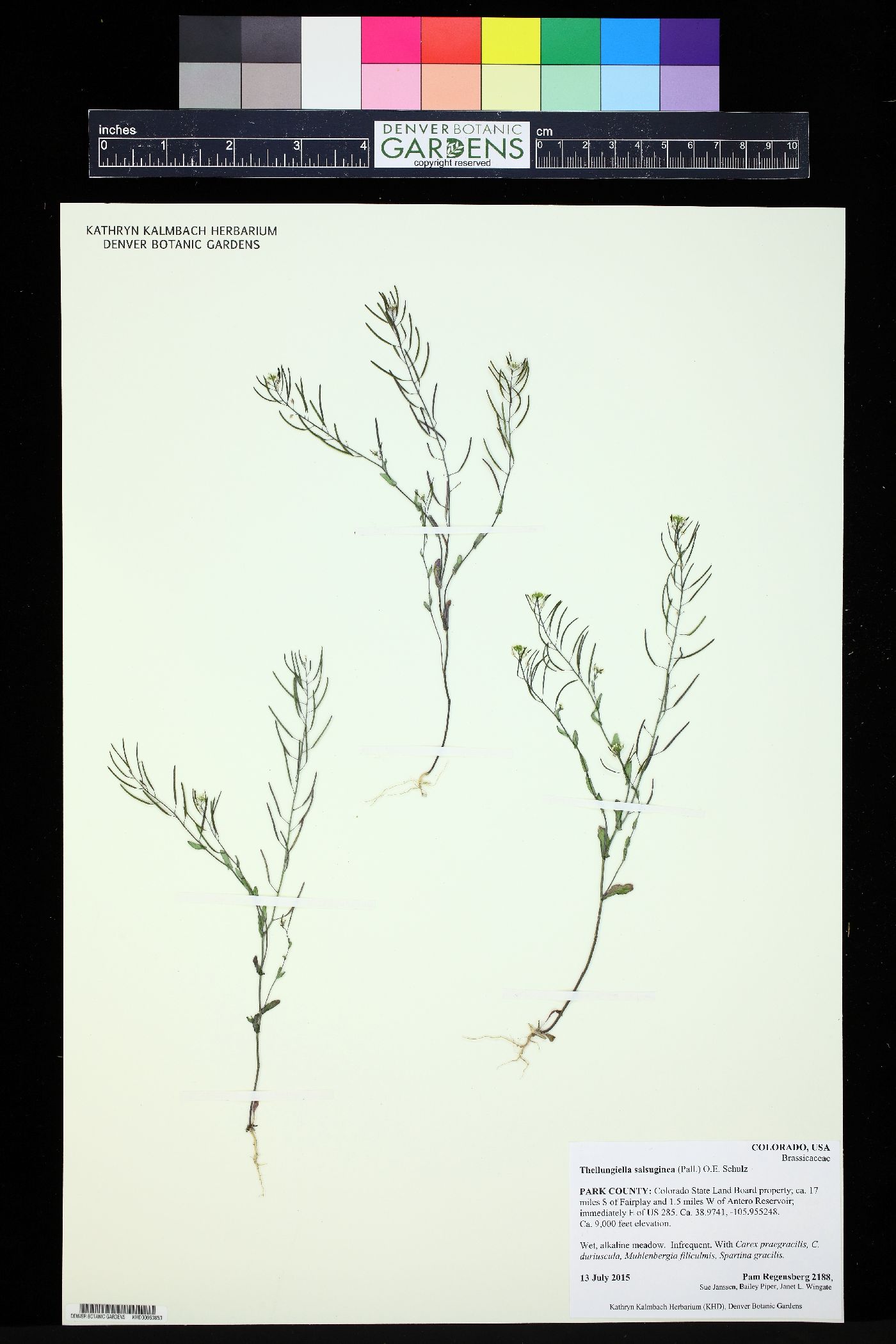 Thellungiella salsuginea image